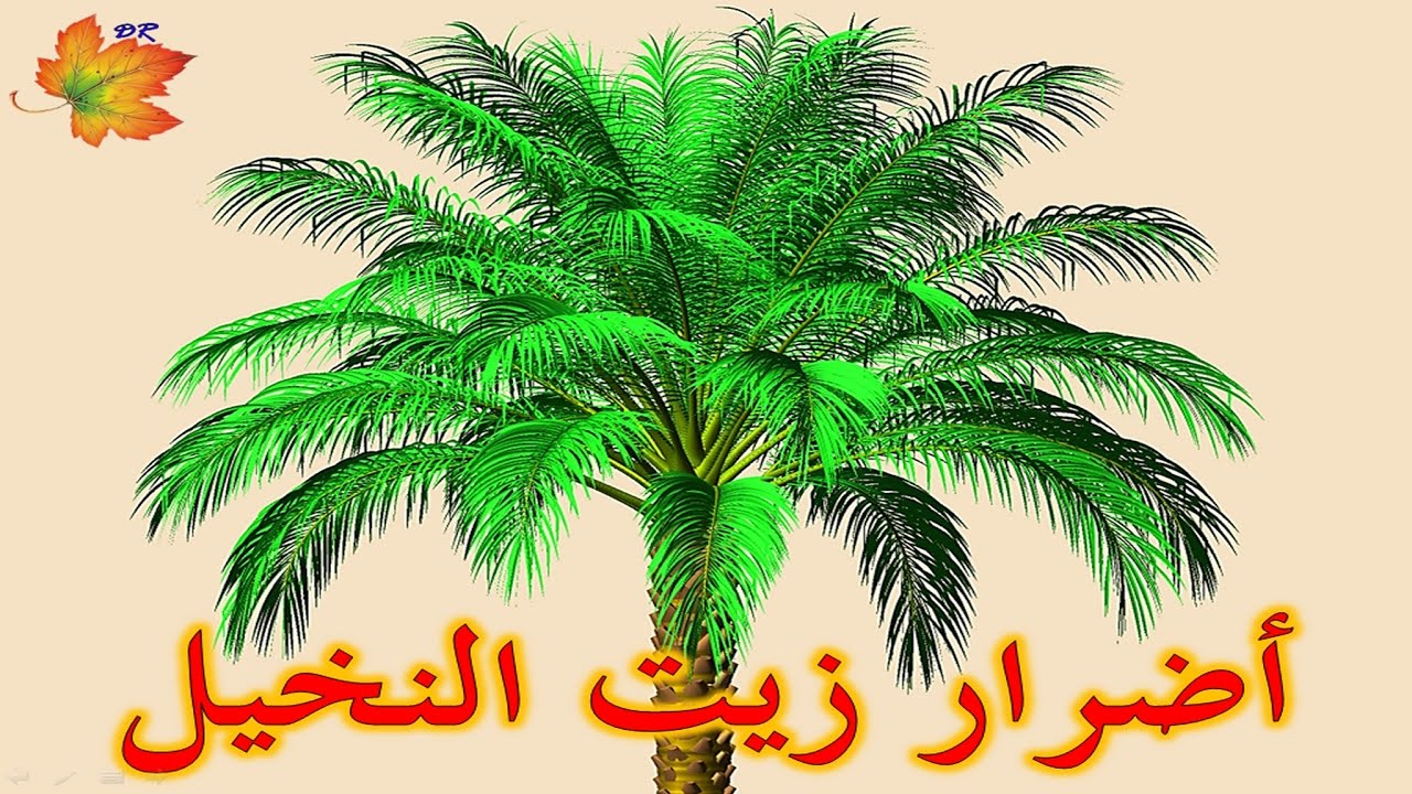 اضرار زيت النخيل - هل زيت النخيل خطر على الانسان ام لا تعرف 992