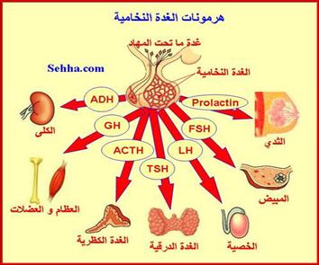 اضرار ارتفاع هرمون الحليب - كيف اتجنب اضرار هرمون اللبن 534 1