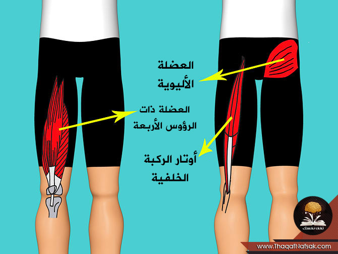 تمارين تقوية الركبة - افضل تمارين لتقوية الركبة 557 3