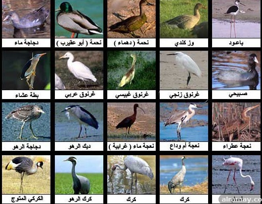 شامل خلال ~ نصف السنة  من الطيور من 10 حروف , لغز مميز عن الطيور - حركات
